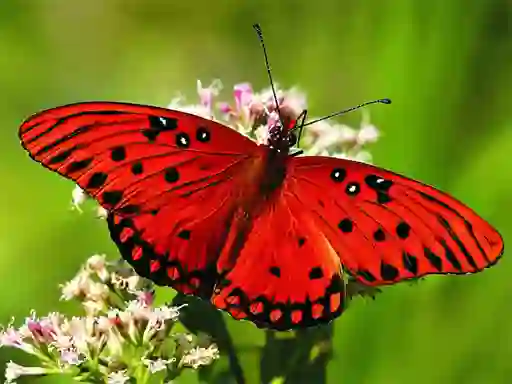 بازی Nature Jigsaw Puzzle Butterfly آنلاین