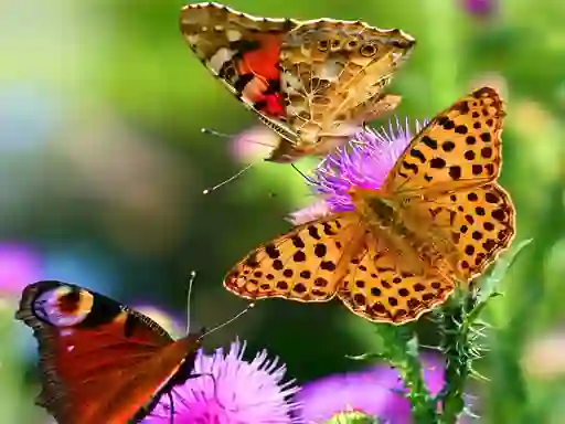 بازی Butterfly Slide آنلاین