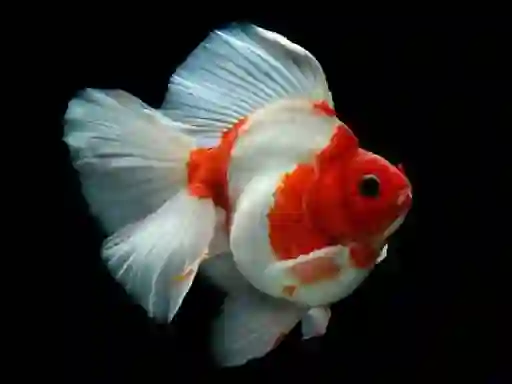 بازی Gold Fish Jigsaw Puzzle آنلاین