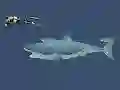 بازی Mad Shark آنلاین