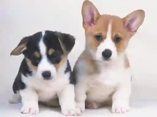 بازی Cute Puppies Puzzle آنلاین