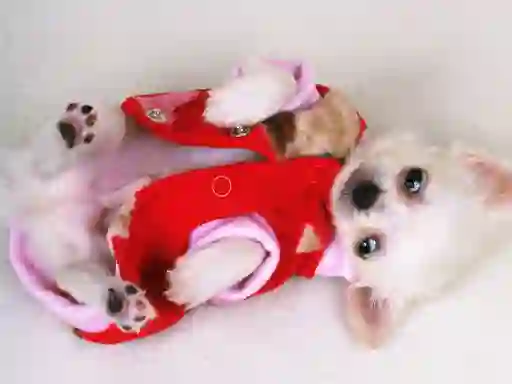 بازی Lovely Puppy Slide آنلاین
