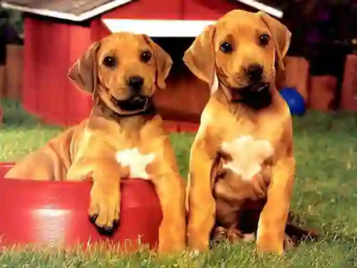 بازی Puppy Pairs Puzzle آنلاین
