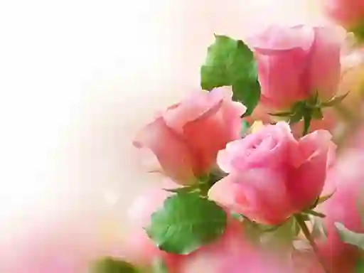 بازی Pink Roses آنلاین