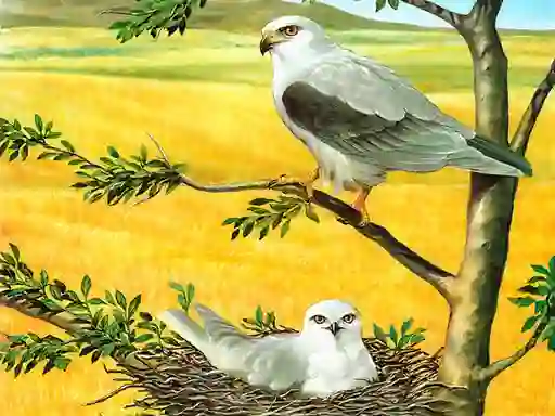 بازی Birds Of Prey Puzzle آنلاین