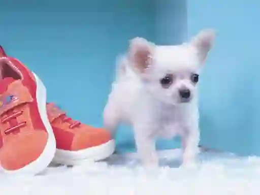بازی Lovely Puppy Puzzle آنلاین