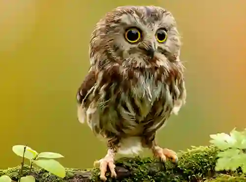 بازی Animal Hidden Stars آنلاین