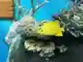 بازی Big fish eats small آنلاین