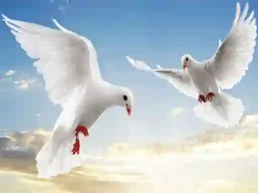 بازی Flying Birds آنلاین