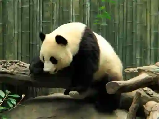 بازی Pandas Puzzle آنلاین