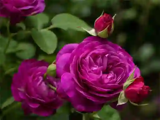 بازی Purple Roses آنلاین