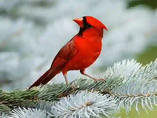 بازی Birds Puzzle آنلاین