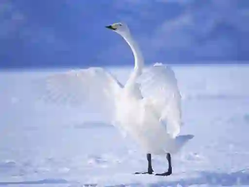 بازی Graceful Swans آنلاین