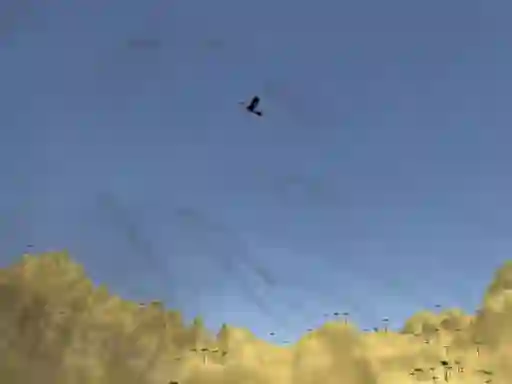 بازی Toucan Shooter آنلاین