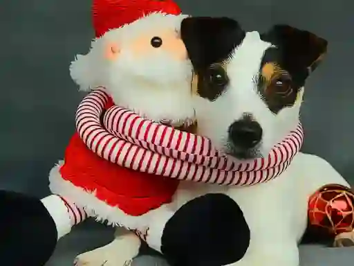 بازی Funny Christmas Dogs آنلاین