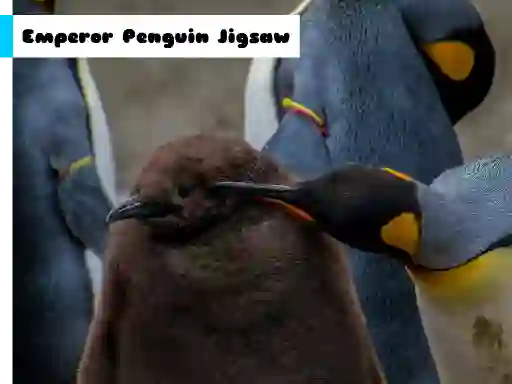 بازی Emperor Penguin Jigsaw آنلاین