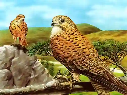 بازی Birds of Prey Slide آنلاین