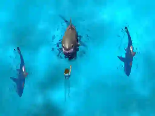 بازی Avoid the Sharks آنلاین