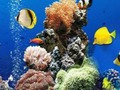 بازی ﺏﺁ ﺮﯾﺯ ﺭﺩ ﺎﯾﺭﺩ ﺕﻭﺎﻔﺗ  آنلاین