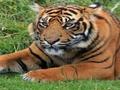 بازی ZOO ﺖﯿﻤﻫﺍ ﯽﺑ ﯼﺎﻫﺰﯿﭼ  آنلاین