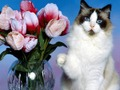 بازی ﻪﺑﺮﮔ ﻝﺯﺎﭘ ﺭﺍﺩ ﻩﺪﻨﺧ  آنلاین