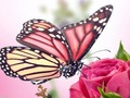 بازی ﯼﺍ ﻪﻧﺍﻭﺮﭘ ﻝﺯﺎﭘ  آنلاین