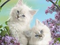 بازی ﺭﺍﺩ ﻩﺪﻨﺧ ﻒﻠﺟ ﻭ ﮏﺒﺳ ﻥﺯ  آنلاین