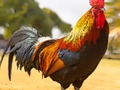 بازی ﯽﮕﻧﺎﺧ ﻥﺎﮔﺪﻧﺮﭘ ﻝﺯﺎﭘ  آنلاین