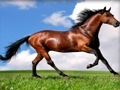 بازی ﺕﺎﻧﺍﻮﯿﺣ ﯽﯾﻮﻣ ﻩﺭﺍ ﯼﺭﺎﮐ ﺖﺒﻨﻣ ﻩﺭﺍ ﺕﺎﻧﺍﻮﯿﺣ  آنلاین