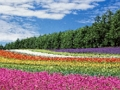 بازی ﻞﮔ ﻍﺎﺑ ﮓﻧﺭﺎﮕﻧﺭ ﯽﯾﻮﻣ ﻩﺭﺍ ﯼﺭﺎﮐ ﺖﺒﻨﻣ ﻩﺭﺍ  آنلاین