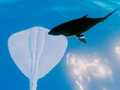 بازی Stingrays ﯼﺭﺍﻮﺳ ﺝﻮﻣ  آنلاین