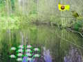 بازی ﺪﯿﺷﺭﻮﺧ ﺭﻮﻧ ﻞﮕﻨﺟ ﯽﯾﻮﺟﺍﺮﺟﺎﻣ  آنلاین