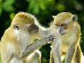 بازی ﻥﻮﻤﯿﻣ ﯽﯾﻮﻣ ﻩﺭﺍ ﯼﺭﺎﮐ ﺖﺒﻨﻣ ﻩﺭﺍ  آنلاین